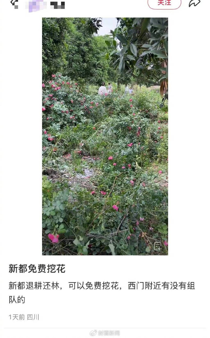 网友发的“新都区免费挖花”帖子