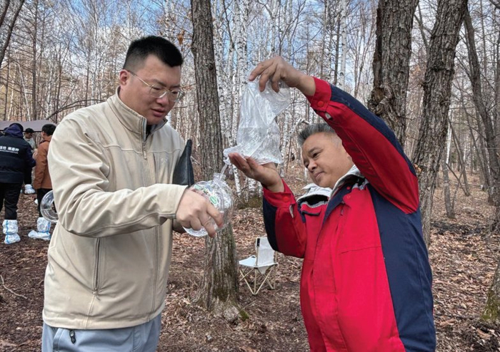 　　图为体验者正准备品尝新鲜的白桦树汁。
