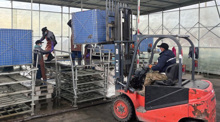 　　图为工人正在卸运白桦树汁采集袋。