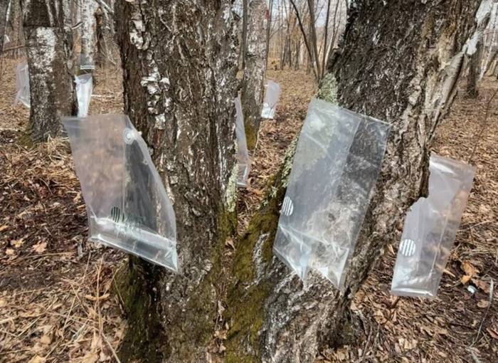 　　图为白桦树上悬挂的采集袋。