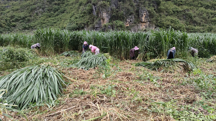 平果市农东种养专业合作社正在收割牧草。（彭慧洁摄）