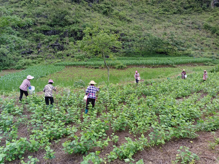 平果凤英生态农业专业合作社给桑叶施肥管护。（彭慧洁摄）