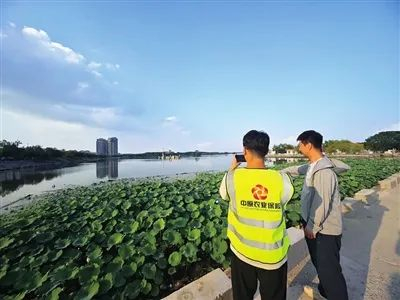 中原农险工作人员正在开展荷花保险的承保业务