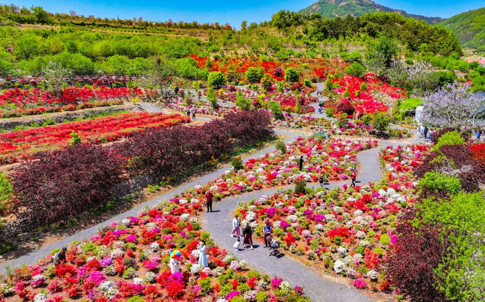 位于青岛西海岸新区的杨家山里，“無比方花园”里层层叠叠的花海吸引众多游人。（铁山街道供图）