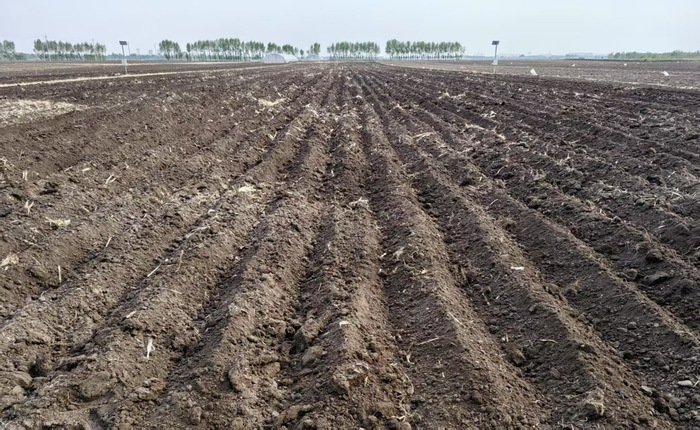 碎秸秆已被埋入田中（央广网发  受访者供图）