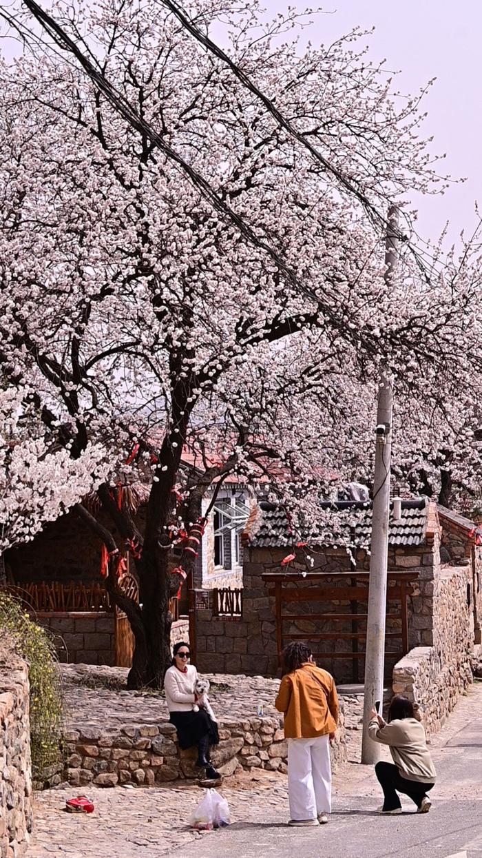 位于青岛西海岸新区的杨家山里，游客在树下拍照。（铁山街道供图）