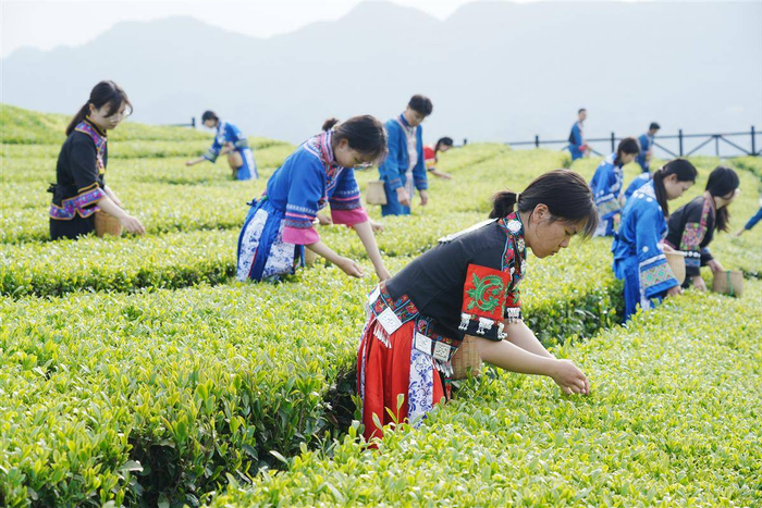 宣恩县万寨乡伍家台村茶园春季采茶忙