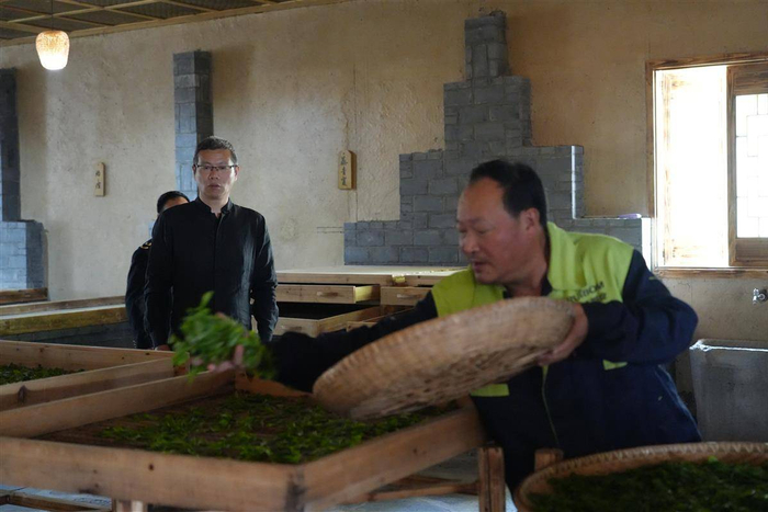 恩施玉露制作技艺代表性传承人、润邦茶业董事长张文旗在制茶车间指导