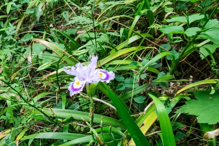 5月2日，“下桃花源”不远处一条小径上，鲜花盛开如蝶。新华社记者 惠小勇 摄