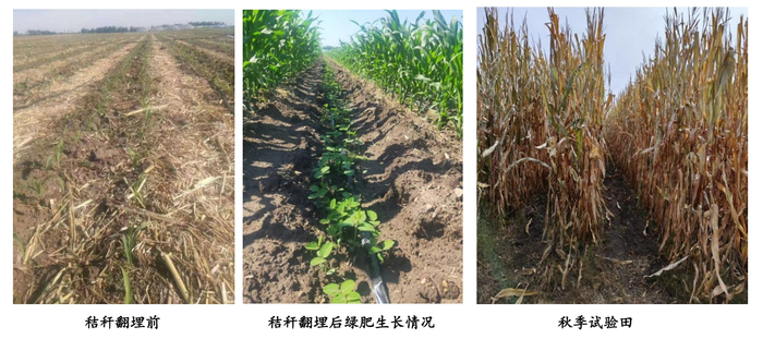 2024年不同阶段的试验田（央广网发  受访者供图）