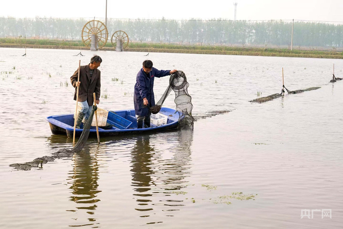 五河县沱湖乡大岗村润博稻虾养殖基地的小龙虾开捕（央广网发  李向前摄）