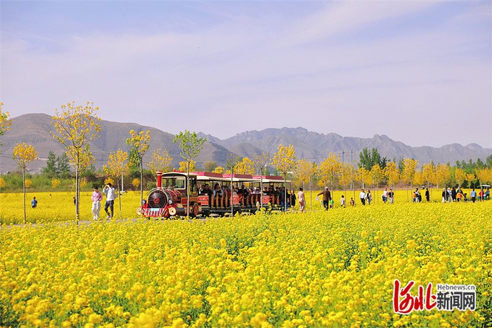 漫步狼牙山的花海间。 刘美娜摄