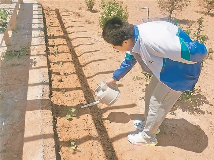银川二中景城分校学生给蔬菜苗浇水。（图片由采访对象提供）