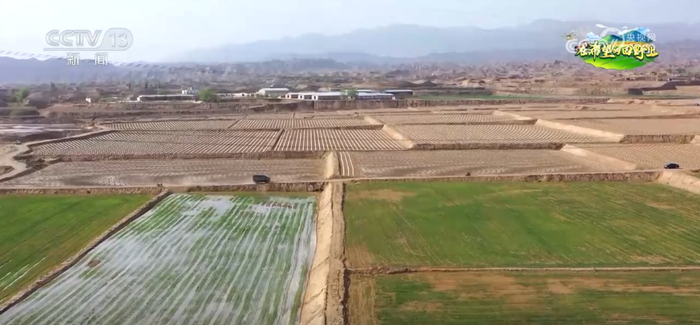 山西临猗：植保无人机助力小麦稳产增收