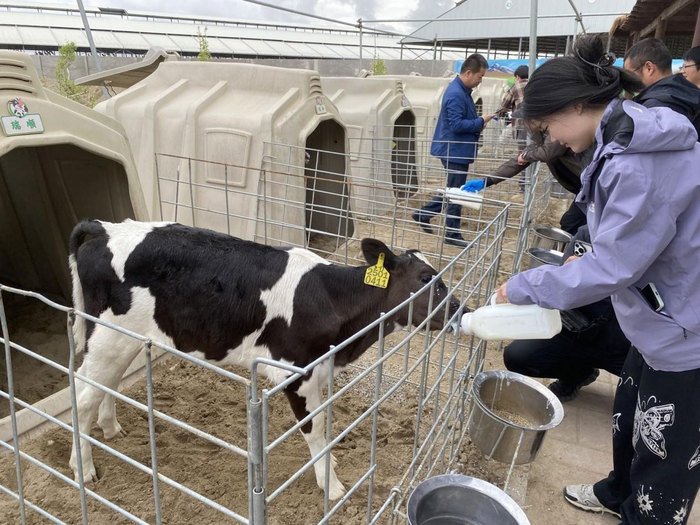 图为天瑞祥牧场研学基地，游客在体验给小牛喂奶。冶明伟摄