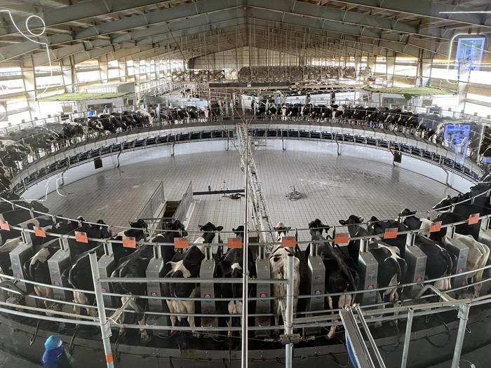 图为天瑞祥牧场全自动转盘式挤奶机。冶明伟摄