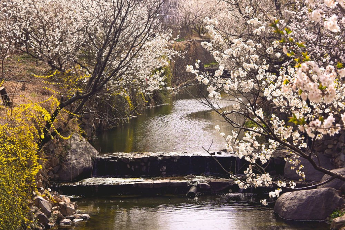 位于青岛西海岸新区的杨家山里，小溪淙淙，花开正盛。（铁山街道供图）