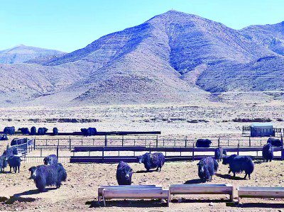 位于松盘村的牦牛扩繁场。资料图片