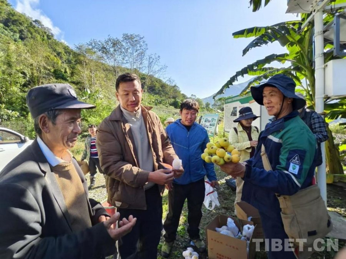 图为边城公司向村民收购枇杷（2025年4月摄） 供图：墨脱县农业农村局