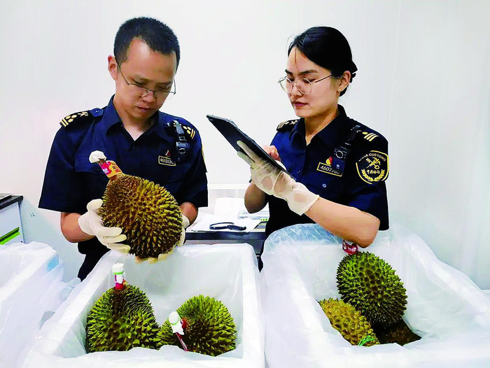     海关工作人员在查验进口榴莲鲜果
