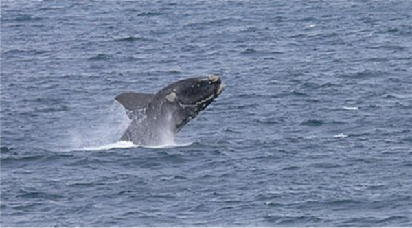 南露脊鲸。图片来源：维基百科