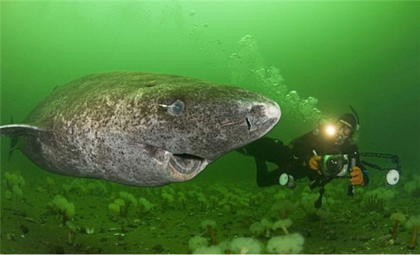 格陵兰鲨。图片来源：Hubpages