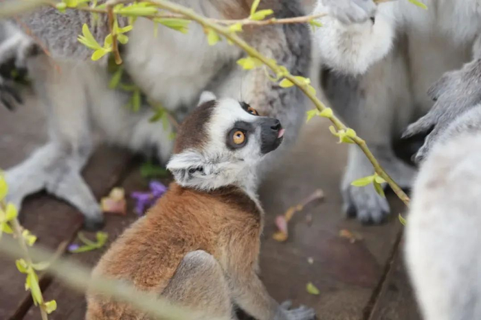 © | 青岛森林野生动物世界