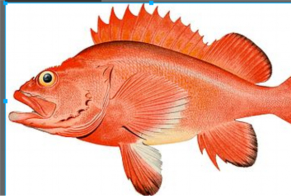 太平洋岩鱼。图片来源：维基百科