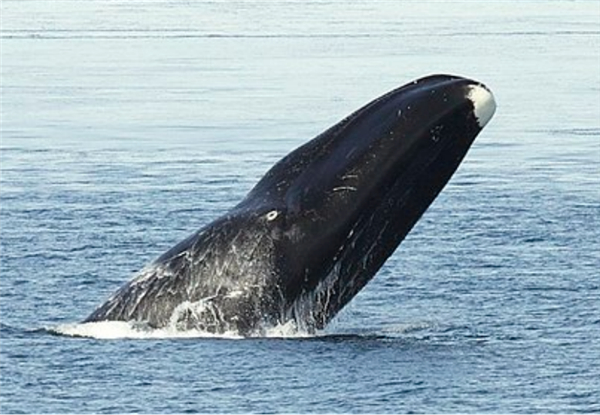 |弓头鲸。图片来源：维基百科