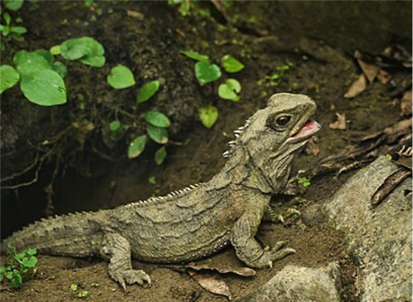 斑点楔齿蜥。图片来源：维基百科