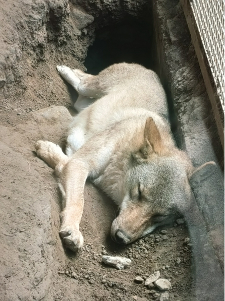 动物园灰狼。图片来源：作者拍摄于北京动物园
