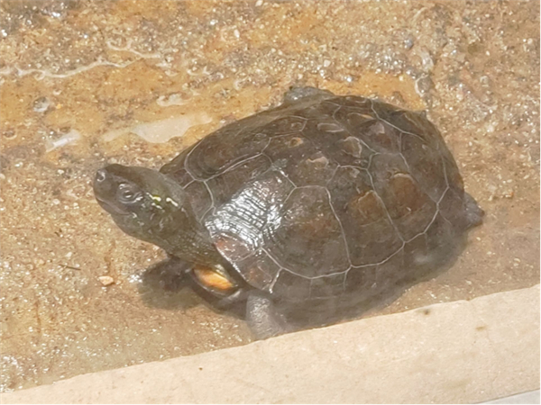 俗称草龟的乌龟。图片来源：作者拍摄于郑州动物园