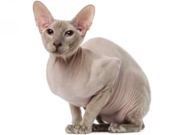 斯芬克斯猫。图片来源：spruce pets