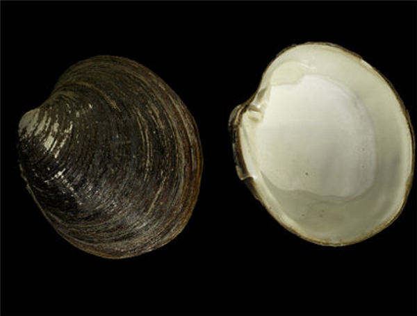 北极蛤。图片来源：维基百科