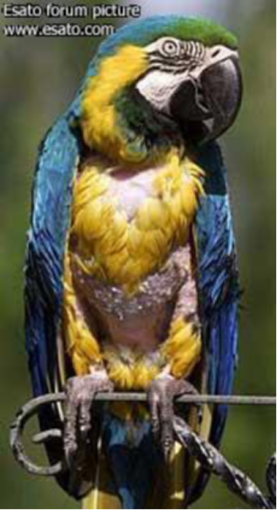 这只骂人的鹦鹉。图片来源：esato