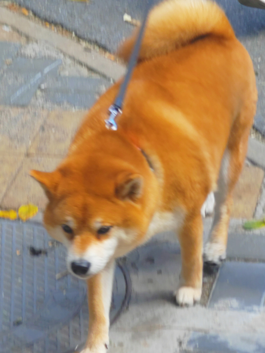 柴犬。图片来源：作者拍摄于北京市朝阳区