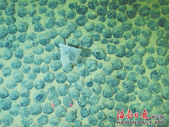 科考船采集的深渊生物。上海交通大学科考团队供图