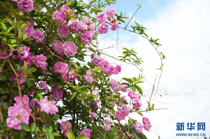 盛开的野蔷薇（5月7日摄）。新华网发（何丽荣 摄）