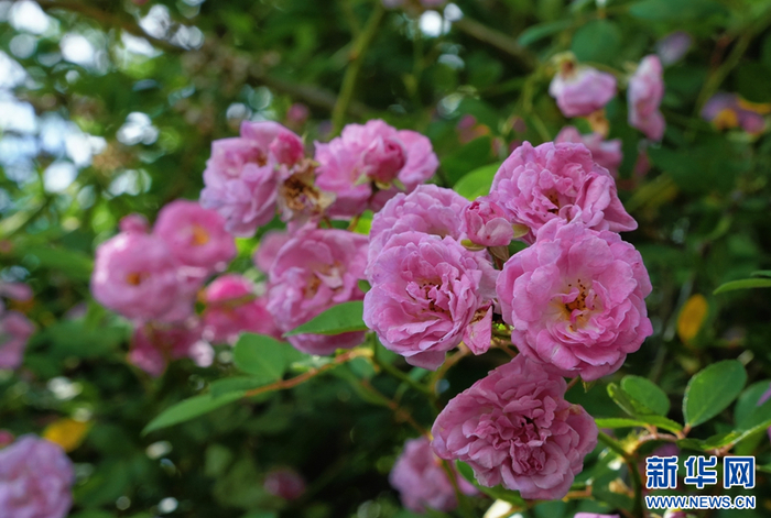 盛开的野蔷薇（5月7日摄）。新华网发（何丽荣 摄）