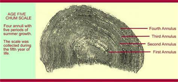 鱼的年轮鳞片岁数。图片来源：oceanecology.ca