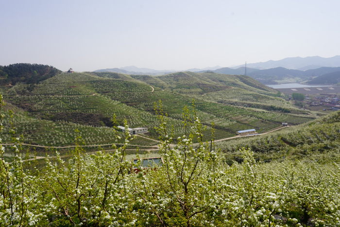 海城王石镇万亩梨花绽放（央广网记者  李子平  摄）