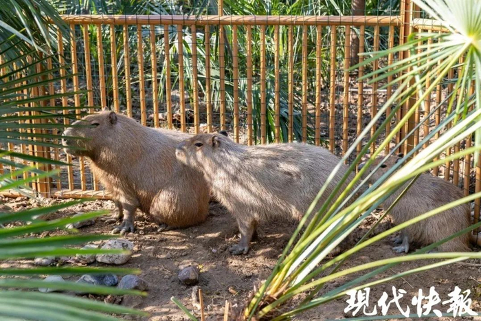 扬州动物园里的3只呆萌卡皮巴拉。