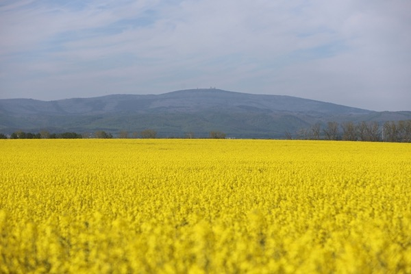 当地时间2025年4月，一片金黄色的油菜花在田野中盛开，远处便是哈茨山脉。
