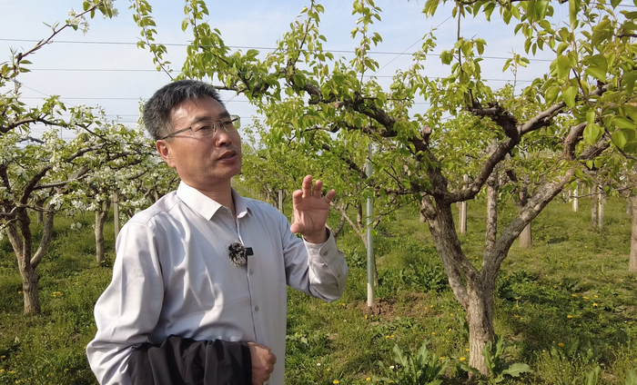 辽宁省果树科学研究所学术委员、梨团队负责人沙守峰介绍南果梨的科研方向（央广网记者  李子平  摄）