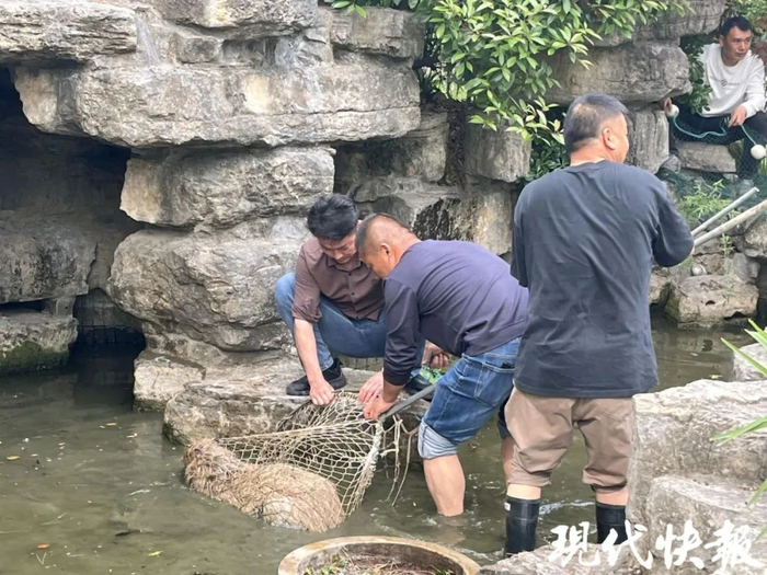 饲养员抓到一只逃跑的卡皮巴拉。