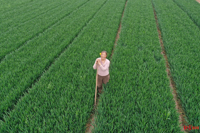 ▲今年4月，回到老家的麦子阿姨在田地干活