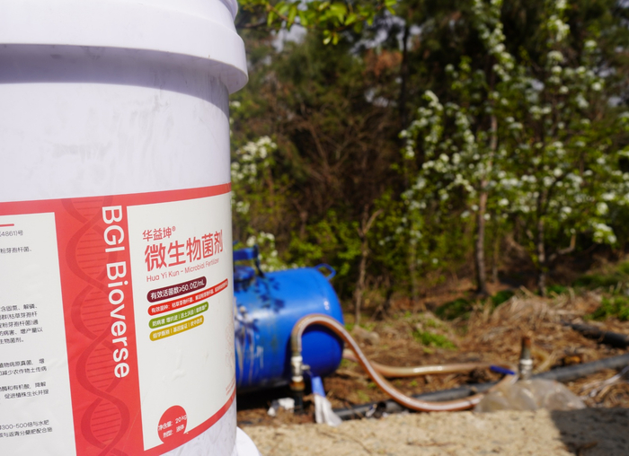 海城王石镇天鹰果业的梨园中，微生物菌剂正在通过滴灌装置输送给每一棵梨树（央广网记者  李子平  摄）