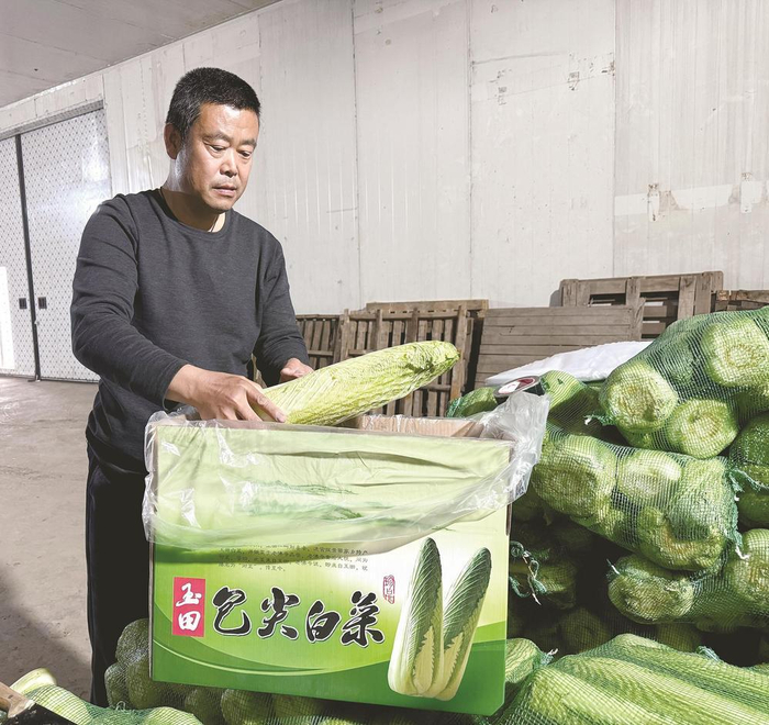         图为王怀宇正在装箱包尖白菜。    叶剑宇 摄