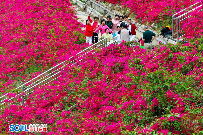 石棉县三角梅花丛里打卡的游客