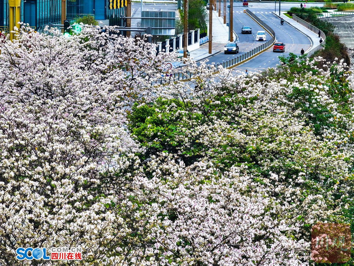 石棉县路边开放了各种各样的花朵